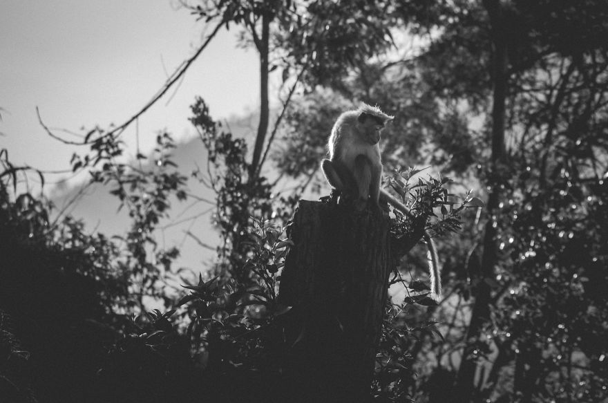 I Took This Series Of Makaka Portraits During My Trip In Sri Lanka
