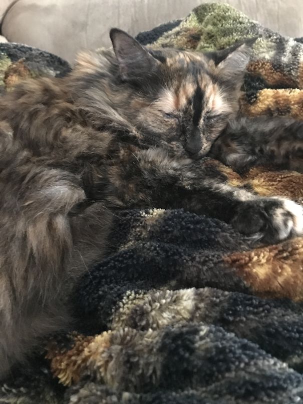 My Cat Has A M On Her Forehead