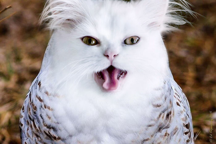 The Internet Has Transformed Felines And Birds Into Hybrid Animals