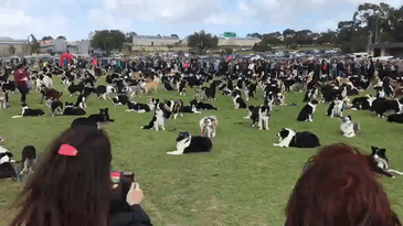 576-border-collies-record-willaston-oval-australia-1 576-border-collies-record-willaston-oval-australia-1