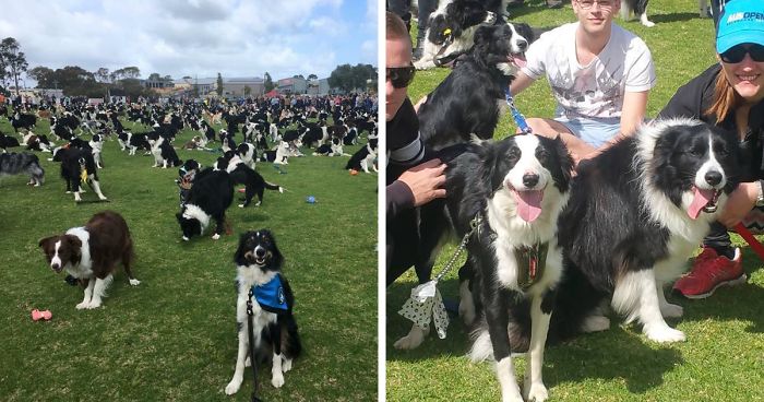 576 Border Collies Get Together In One Place To Break A World Record