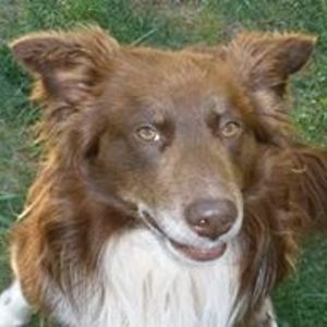 gertrude_stein avatar