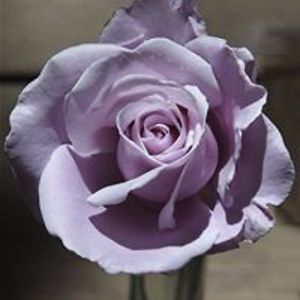 sharon_carthy avatar