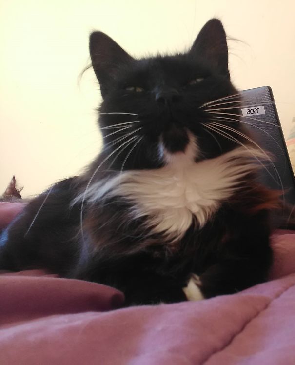 My Cat Has A Fur Bat-Signal