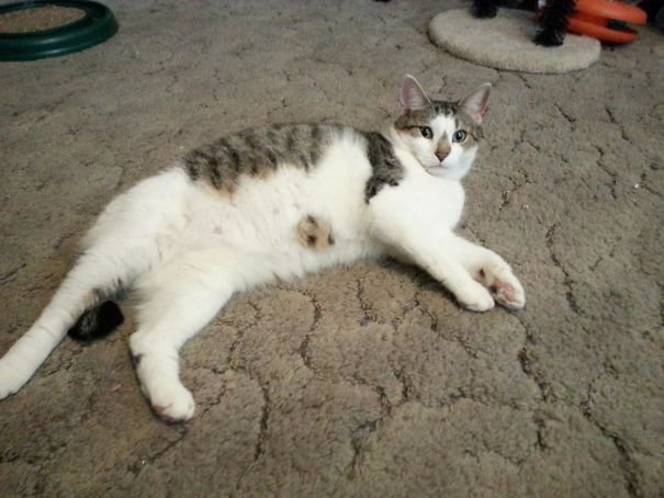 My Niece's Cat Has Patch Of Fur On His Belly That Looks Like A Chocolate Chip Cookie