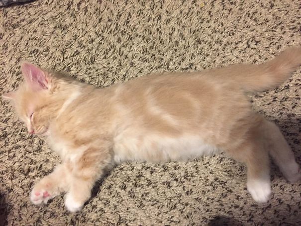 My Kitten Has A Spiral Pattern In His Fur