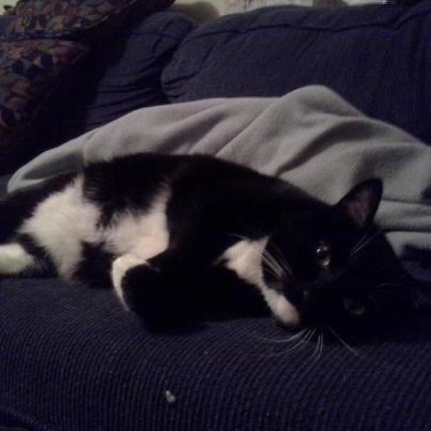 This Is Sheik. Her Tummy Fur Looks Like Two Cats Kissing