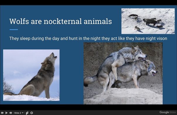Funny presentation about wolfs