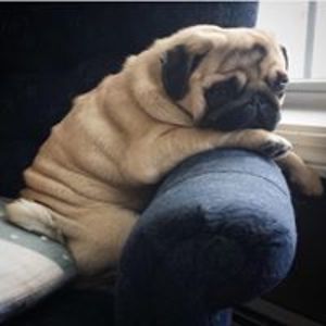 wangshuyi2002 avatar