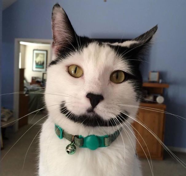 This Is Sirius... He Sure Doesn't Seem All That Serious