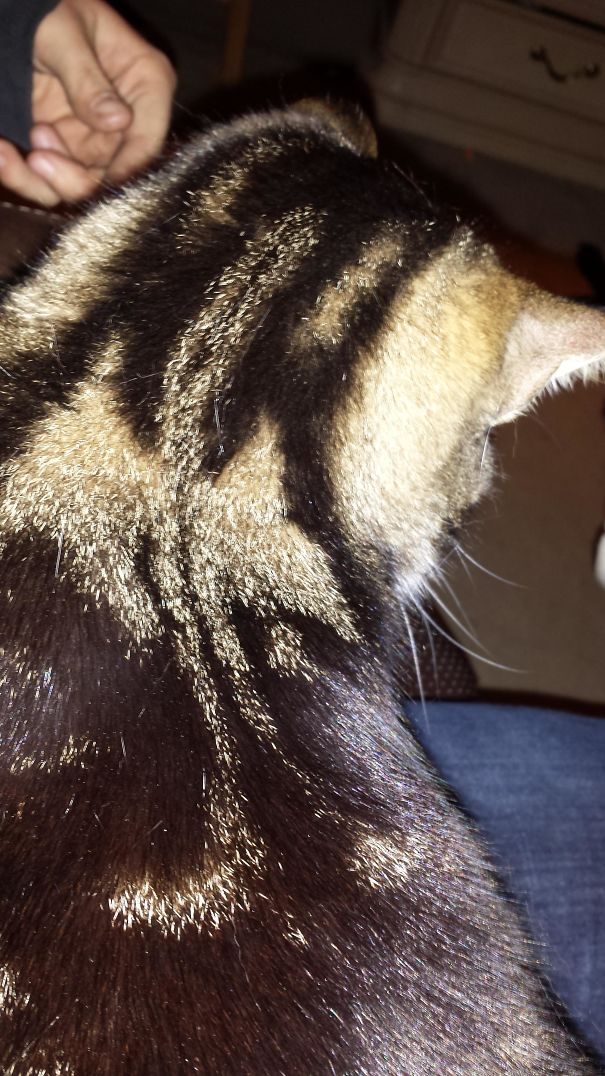 My Cat Has A Dragon Like Marking On Him