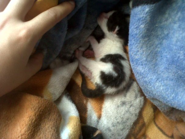 My Cat Has A J Pattern In Her Fur