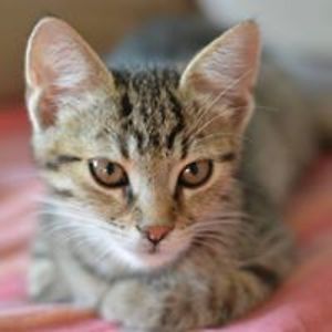 primusmagestri avatar