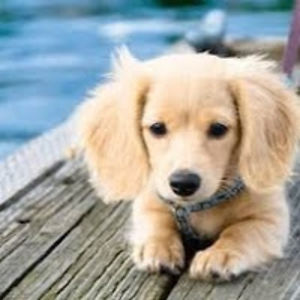 lorainestudentseipelstudent avatar