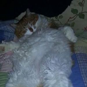 purrygodmother avatar