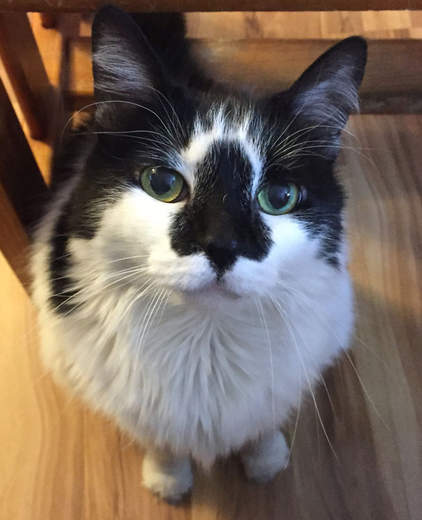 My Cat Fur Pattern On His Nose Is In The Shape Of A Human Nose