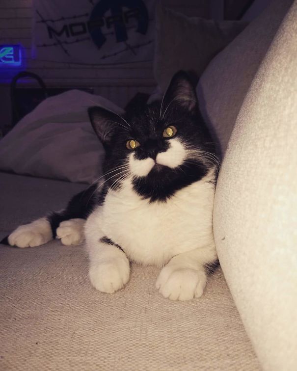 My Sisters Cat Has The Manliest Mustache Of All Time