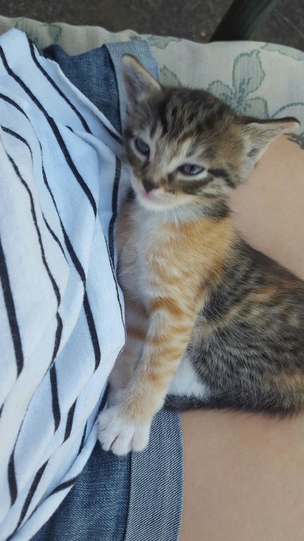 Got My First Kitten! She Has Orange Arms