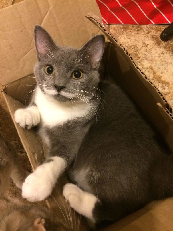 My Friend's Cat Has A Mustache