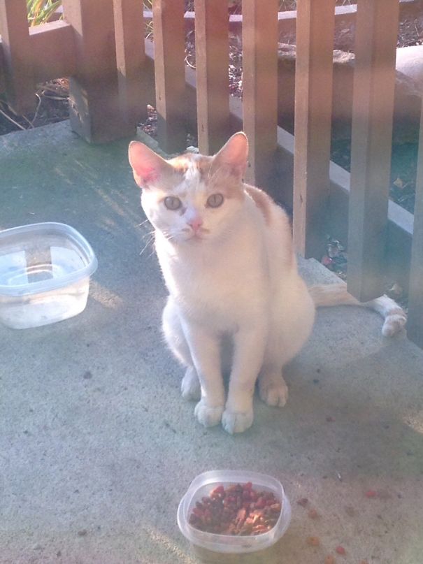 The Stray Cat I Am Feeding Has A Mustache, I Shall Call Him Paco