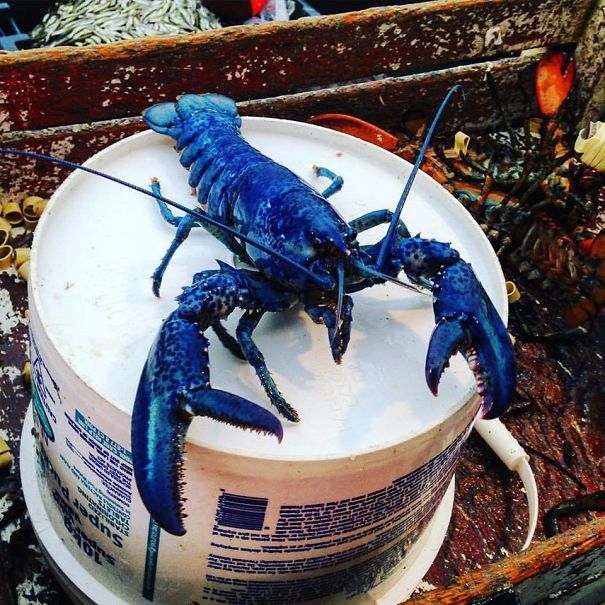 My Friend's Father Caught A Blue Lobster The Other Day. Odds Are 1 In 2 Million