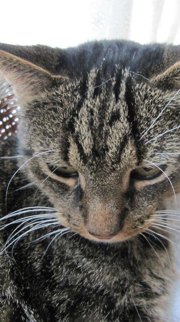 My Cat Has A Wolf On His Head