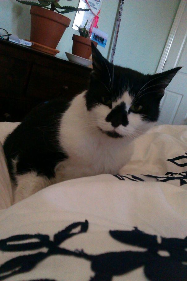 My Girlfriend's Cat Has An Up-Vote On Her Nose