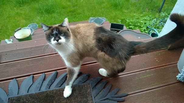 My Cat Has His Back Shaved For Surgery, His Hairs Regrown Black