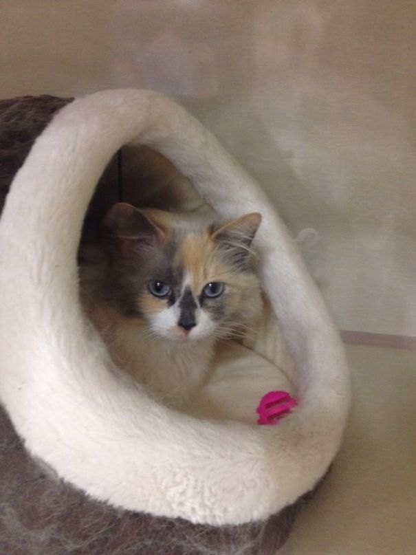 My Friend's New Cat Has An Arrow On Her Face