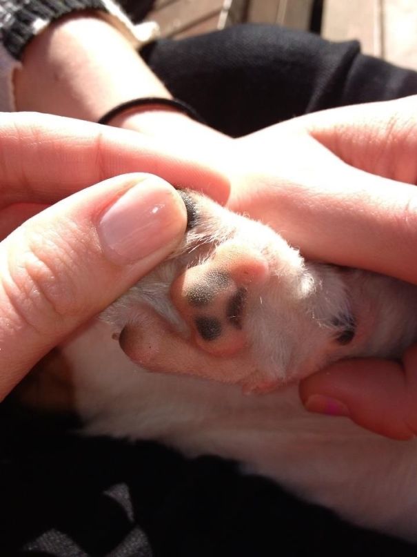 My Friends Dog Has A Paw Print On It's Paw