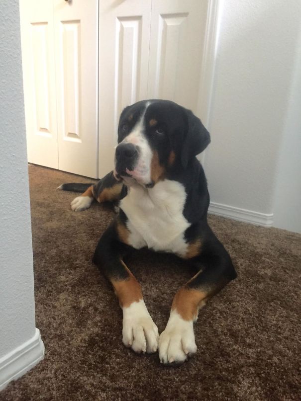 Housemate's Dog Doesn't Accept That My Cat Won't Be His Friend. Waits Patiently Outside My Door Everyday For My Cat To Trust Him