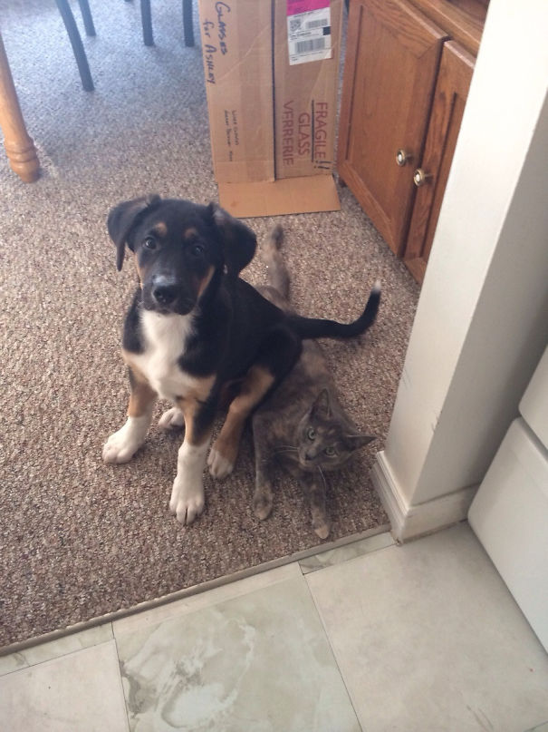 My Puppy Was Getting Too Rowdy With The Cat So I Told Him To "Sit"