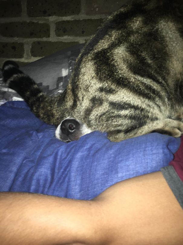 My Cat Doesnt Like My Dog, Taking His Hate To The Next Extreme