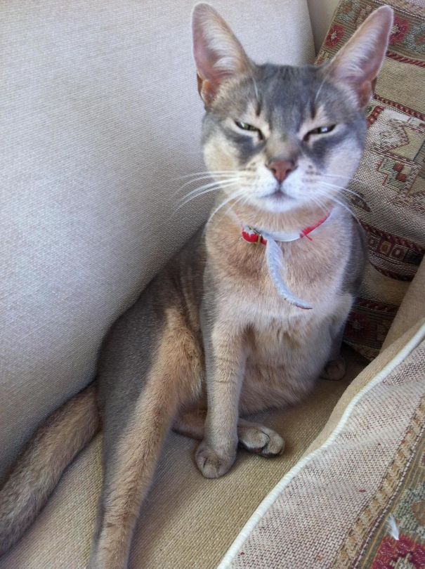 I Think My Little Cat Looks Just Like A Husky Dog With Her Markings