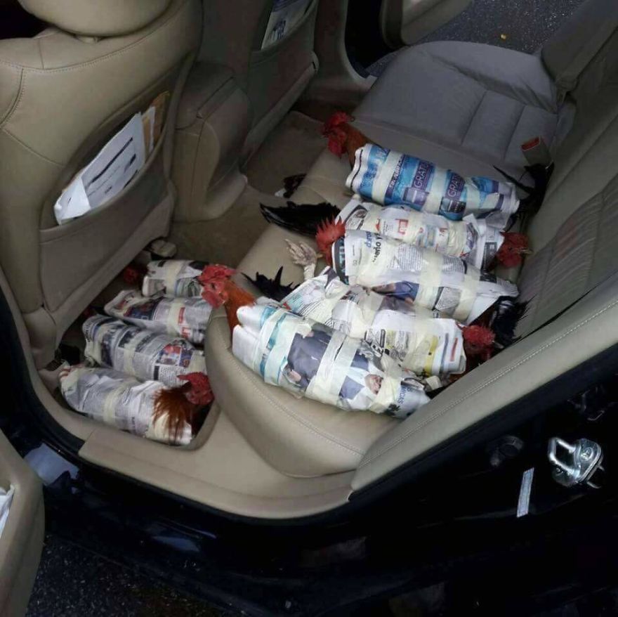 People Evacuating Their Chickens