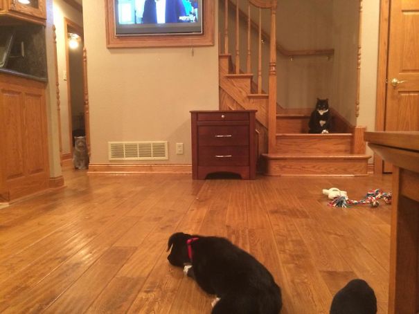 Friend Just Got A New Puppy. The Cats Don't Seem Too Thrilled