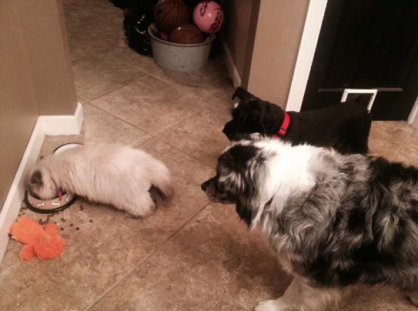 The Cat Is Eating The Dog Food While The Dogs Sit And Watch. It's Not Hard To Tell Who Rules This House