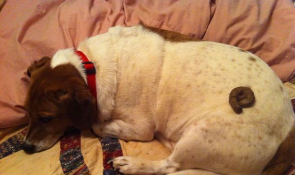 My Friend's Cat Was Mad At Her Boyfriend's Dog Today