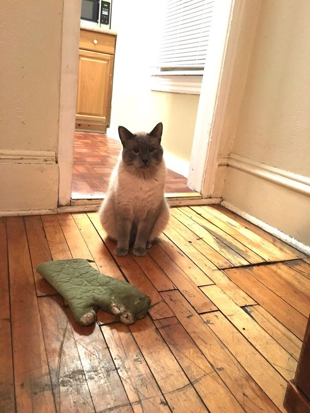 My Cat Took This Mitten Out Of The Drawer, And Brought It To Me As A Gift