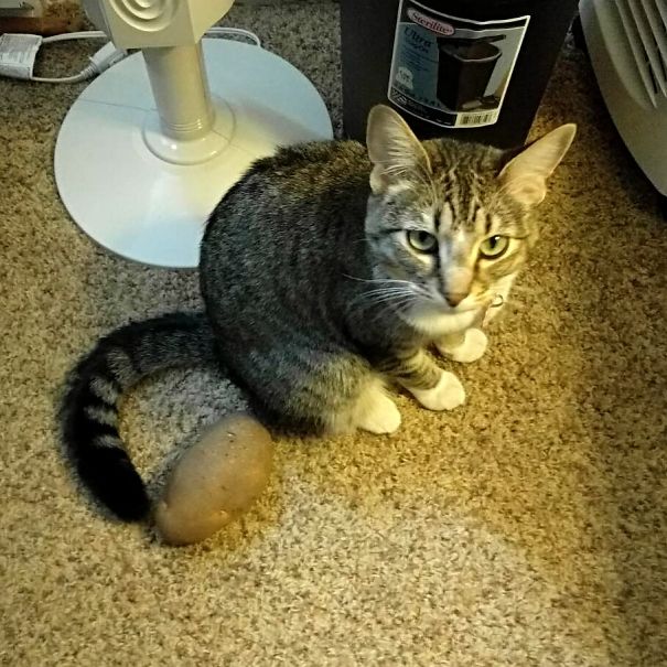 So My Cat Brought Me A Potato This Morning