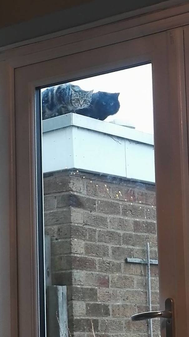 We Have A New Dog. The Cats Are Not Happy