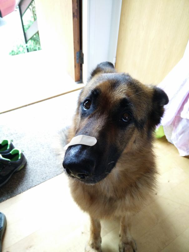 My Dogs First Meeting With A Cat Did Not Go That Well