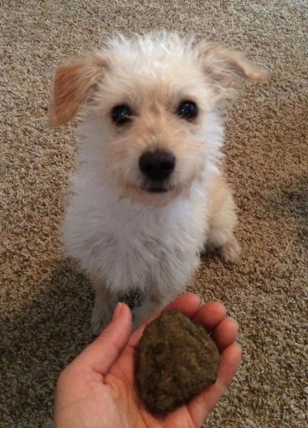 I Hear Cats Bring Dead Birds As Gifts. By Puppy Brings Me Rocks. Rocks