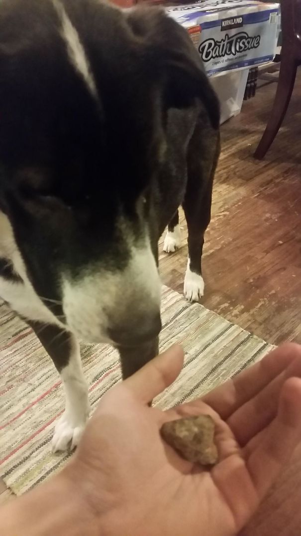 My Dog Brought Me A Rock. She's Very Proud Of It