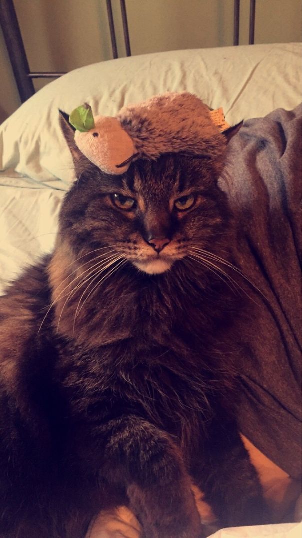 My Cat Brings His Toy To Me Every Night At 2am. I Don't Think He Likes When I Bring The Toy To Him