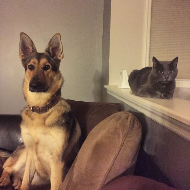 My Dog Loves My Cat. My Cat Hates My Dog