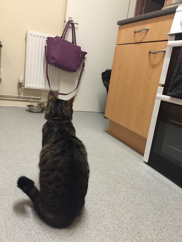 She Needs A Wee, But The Cat Won't Let Her Past