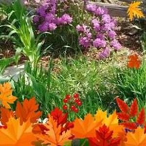 charliesguitar avatar