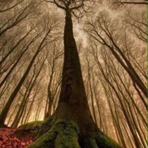 dianawillhoff avatar