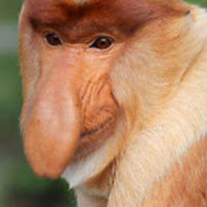 johnbmeowmeowcatface avatar